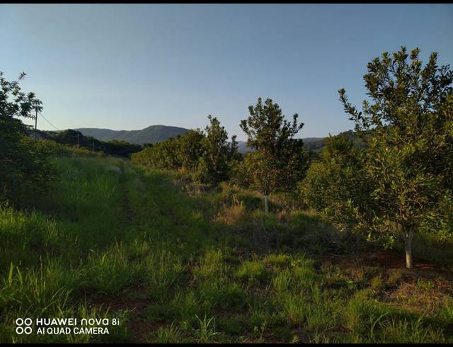 29HA FARM FOR SALE IN LEVUBU